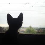 11792008_984128078297940_1272944236311907767_o